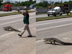 En el video de 24 segundos de duración se puede observar al reptil que tranquilamente cruza la avenida. ESPECIAL