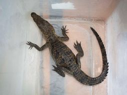 El reptil se aprecia de unos 30 centímetros, con sus colmillos y mirada peculiares. FACEBOOK / Servicios Públicos Municipales de Querétaro