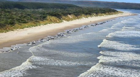 El incidente se produjo un día después de la muerte de 14 cachalotes que quedaron varados en una playa de la sureña isla King. AP/Departamento de Medio Ambiente de Tasmania