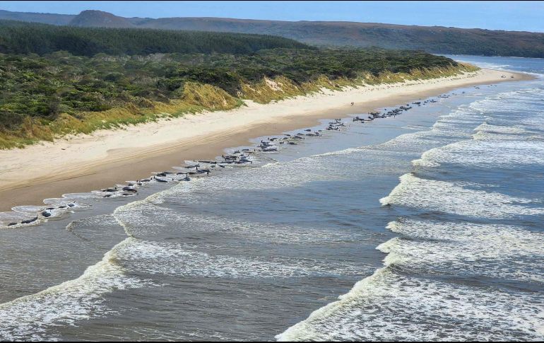El incidente se produjo un día después de la muerte de 14 cachalotes que quedaron varados en una playa de la sureña isla King. AP/Departamento de Medio Ambiente de Tasmania