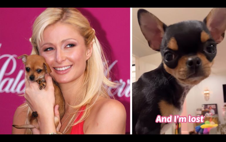 Paris Hilton contrata a un equipo de detectives, drones y hasta una clarividente para encontrar a su perrita desaparecida. EFE/Mario Guzmán