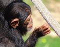 Han pasado casi dos semanas desde que los secuestradores enviaron pruebas de vida de los chimpancés. ESPECIAL/UNSPLASH