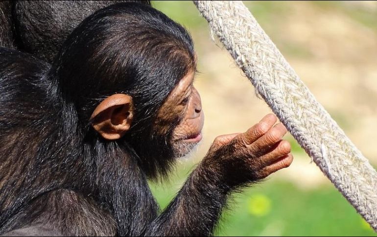 Han pasado casi dos semanas desde que los secuestradores enviaron pruebas de vida de los chimpancés. ESPECIAL/UNSPLASH