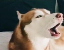 En el clip se puede apreciar que Ringo, nombre del perrito Husky, está acostado sobre una cama, esto mientras hace el sonido de la alarma. ESPECIAL