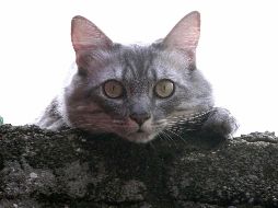 El hombre se expone a una pena máxima de dos años de prisión. NTX/ARCHIVO