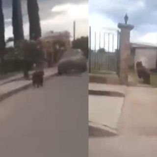 Captan a un oso corriendo por las calles de Sonora; habitantes lo habrían matado a disparos (VIDEO)