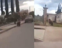 Las autoridades podrían castigar hasta con 9 años de cárcel a aquellas personas que hayan participado en el asesinato del Oso Negro. ESPECIAL