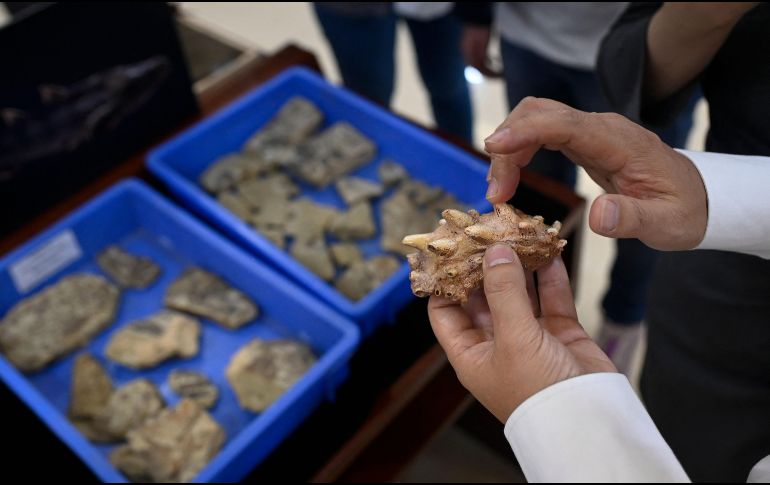 Los restos óseos se remontan al silúrio, comprendido hace 419 millones de años. AFP/W. Zhao