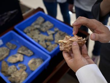 Restos dentales de fósiles de peces, W. Zhao/AFP