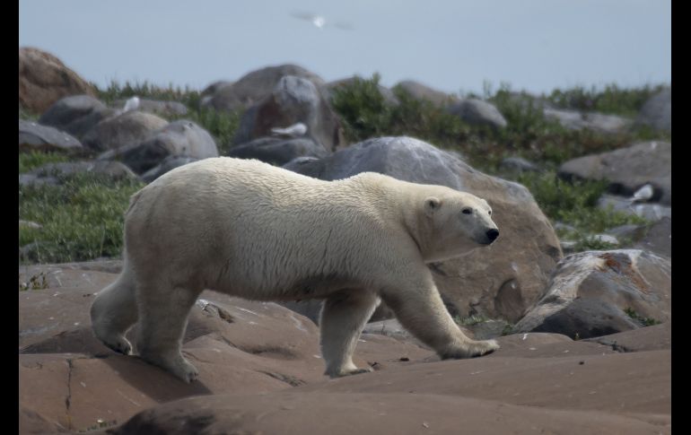 En la bahía canadiense de Hudson, en pleno verano, los osos polares toman el sol frente a las olas, lejos de la banquisa, y de sus presas, las focas. AFP/O. Morin