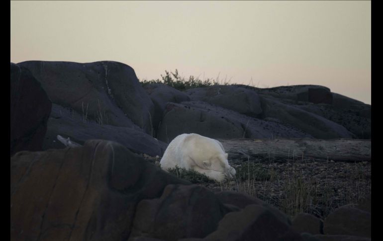 En la bahía canadiense de Hudson, en pleno verano, los osos polares toman el sol frente a las olas, lejos de la banquisa, y de sus presas, las focas. AFP/O. Morin