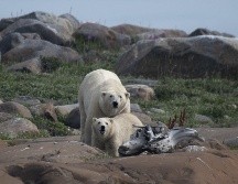 En la bahía canadiense de Hudson, en pleno verano, los osos polares toman el sol frente a las olas, lejos de la banquisa, y de sus presas, las focas. AFP/O. Morin