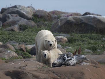 En la bahía canadiense de Hudson, en pleno verano, los osos polares toman el sol frente a las olas, lejos de la banquisa, y de sus presas, las focas. AFP/O. Morin