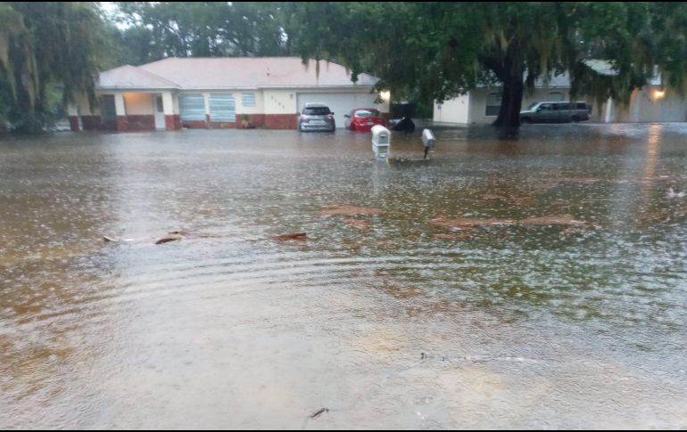 Gran pez es captado en un jardín inundado en Florida. TWITTER/ @VickyisGrateful