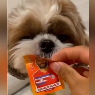 ¡Trabajo en equipo! Perrito le ayuda a su dueño a llenar el álbum del Mundial