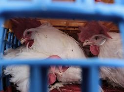 Se detecta un caso de gripe aviar en España. EL INFORMADOR/ARCHIVO
