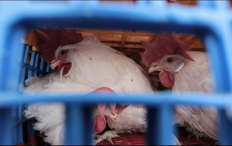 Se detecta un caso de gripe aviar en España. EL INFORMADOR/ARCHIVO