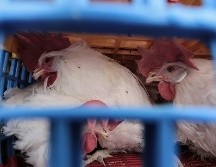 Se detecta un caso de gripe aviar en España. EL INFORMADOR/ARCHIVO