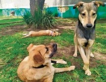 Con el apoyo de la organización civil, los investigadores lograron la identidad y el domicilio del presunto responsable de maltrato animal. SUN/ARCHIVO