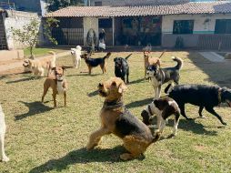 Casa Huellitas. El hotel está libre de jaulas, tiene servicio de recolección y cuidadores profesionales las 24 horas. ESPECIAL