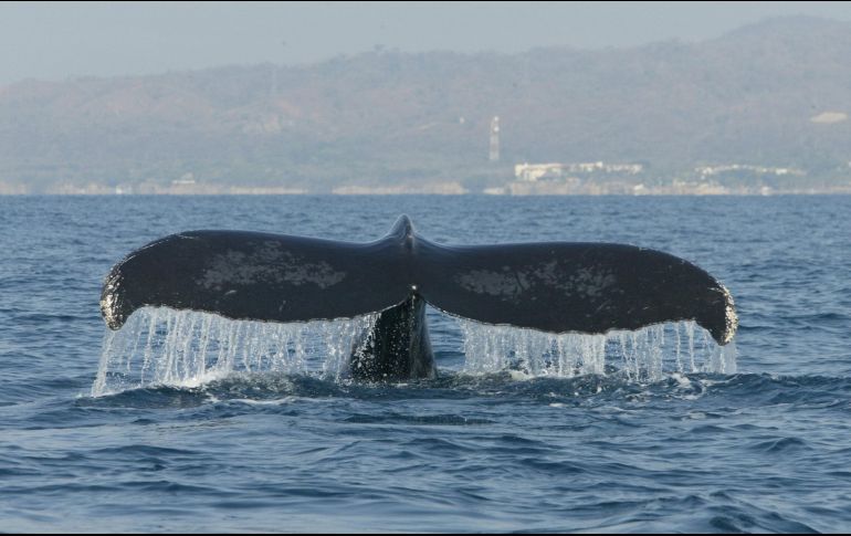 Ninguna de las ballenas evaluadas hasta el momento presentó lesiones traumáticas y todas estaban en buen estado nutricional. INFORMADOR/ARCHIVO
