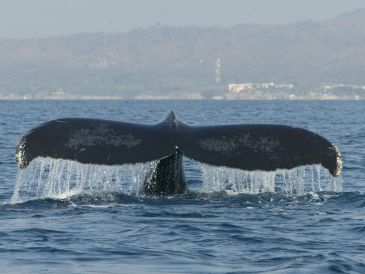 Ninguna de las ballenas evaluadas hasta el momento presentó lesiones traumáticas y todas estaban en buen estado nutricional. INFORMADOR/ARCHIVO