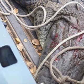 Matan y cocinan a cocodrilo en Michoacán; un policía estaría involucrado