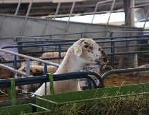 La Expo Ganadera estará abierta al público del 20 de octubre al 13 de noviembre. EL INFORMADOR/ARCHIVO