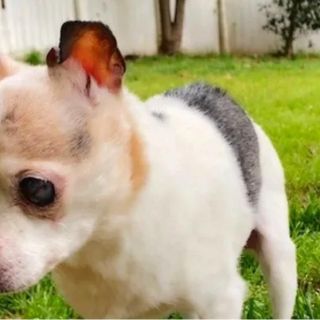 Muere "Pebbles", la perra más vieja del mundo, a los 22 años