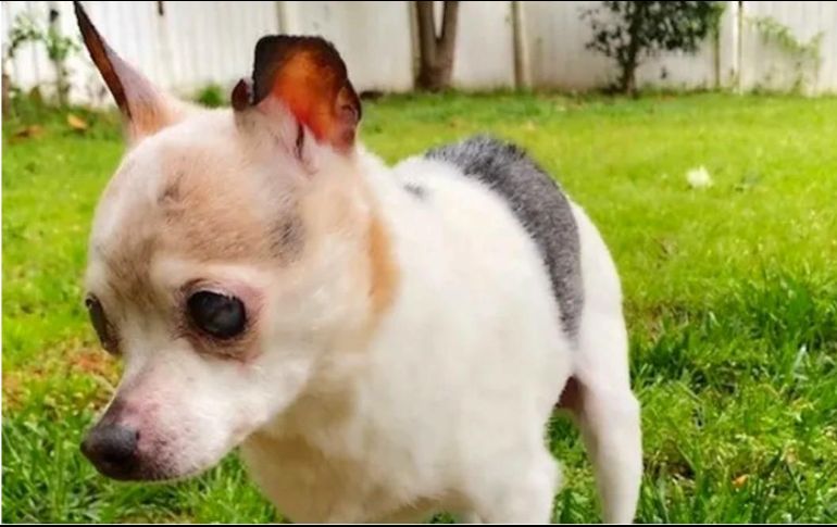 La perra nació el 28 de marzo del 2000 en Long Island, en el estado de Nueva York y vivió la mayoría de su vida en Carolina del Sur. INSTAGRAM