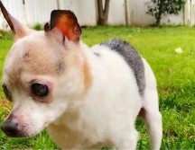 La perra nació el 28 de marzo del 2000 en Long Island, en el estado de Nueva York y vivió la mayoría de su vida en Carolina del Sur. INSTAGRAM