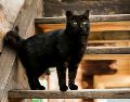 ¿Por qué no se deben dar en adopción los gatos negros en octubre? ISTOCK/bojanstory
