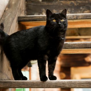 ¿Por qué no se deben dar en adopción los gatos negros en octubre?