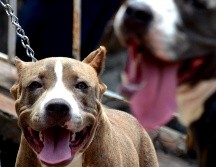 En Internet celebran la acción de 