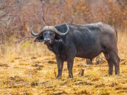 El cazador sufrió fracturas costales y en el esternón, así como hematomas retroperitoneales, debido a la embestida. ESPECIAL/Foto de Chris Stenger en Unsplash