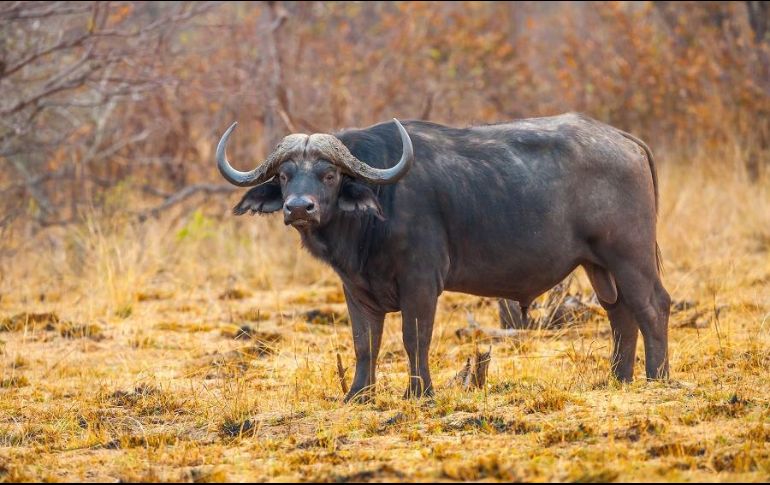 El cazador sufrió fracturas costales y en el esternón, así como hematomas retroperitoneales, debido a la embestida. ESPECIAL/Foto de Chris Stenger en Unsplash