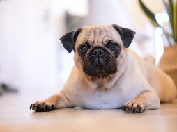 Cada 15 de octubre se celebra el día internacional del perro pug. ESPECIAL/UNSPLASH