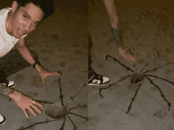 La araña que con tanto ingenio se volvió viral. ESPECIAL/TikTok