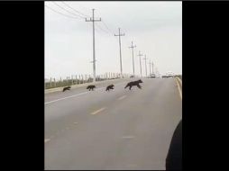 El avistamiento fue reportado por un ciudadano a las 17:50 horas del lunes. ESPECIAL/CAPTURA DE VIDEO