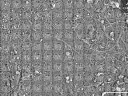 Las neuronas son la base de la inteligencia en todos los animales, desde los insectos hasta los humanos. AFP/Cortical Labs