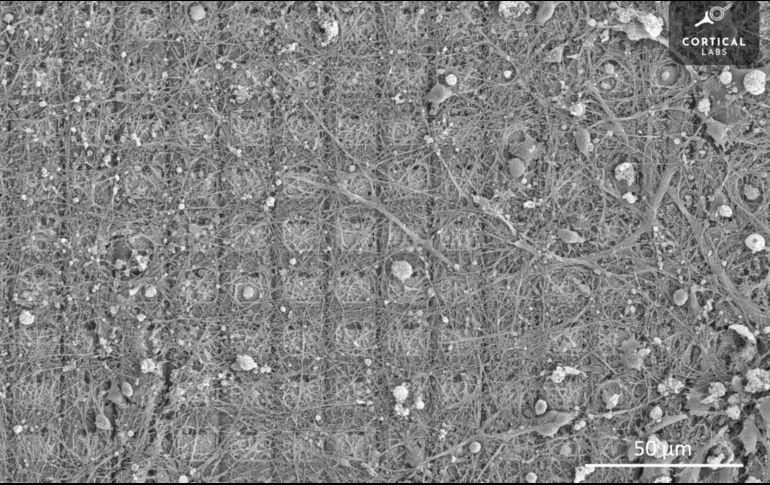 Las neuronas son la base de la inteligencia en todos los animales, desde los insectos hasta los humanos. AFP/Cortical Labs