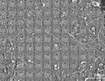 Las neuronas son la base de la inteligencia en todos los animales, desde los insectos hasta los humanos. AFP/Cortical Labs