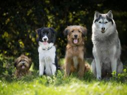 Un nuevo estudio detalla cuáles son las razas de perros más propensas a desarrollar el hipotiroidismo, un padecimiento común entre los caninos. PIXABAY/ESPECIAL