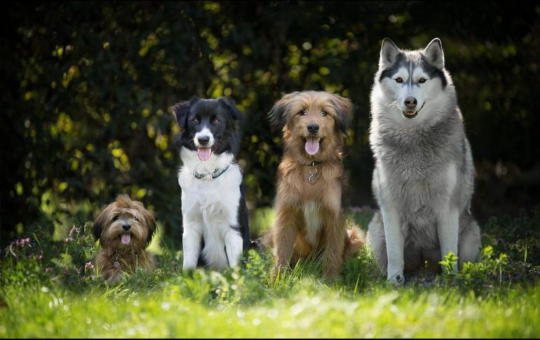 Un nuevo estudio detalla cuáles son las razas de perros más propensas a desarrollar el hipotiroidismo, un padecimiento común entre los caninos. PIXABAY/ESPECIAL