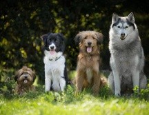 Un nuevo estudio detalla cuáles son las razas de perros más propensas a desarrollar el hipotiroidismo, un padecimiento común entre los caninos. PIXABAY/ESPECIAL