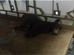 El oso presenta lesiones en las extremidades traseras, con exposición de músculos y tendones. ESPECIAL