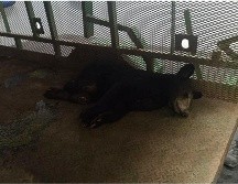 El oso presenta lesiones en las extremidades traseras, con exposición de músculos y tendones. ESPECIAL