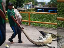 Fue salvado un cocodrilo de ser comido por pobladores de Tabasco. EFE/M. López