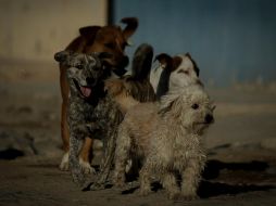 Detallan que hay varios perritos muy mal de salud. EL INFORMADOR/ARCHIVO