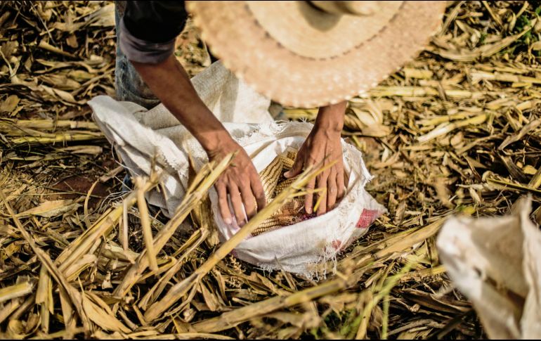 Comunidades rurales acumulan hasta un 60% de pobreza. EL INFORMADOR/ Archivo